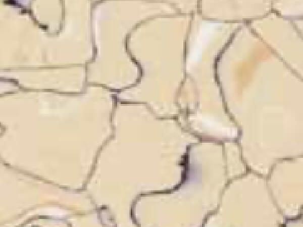 oasis